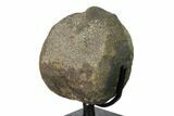 Hadrosaur (Hypacrosaurus?) Vertebra with Stand - Montana #148788-1